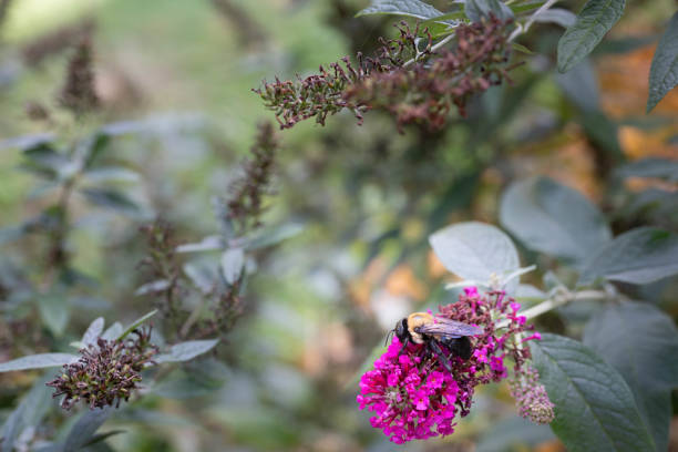 Close-up of bumblebee collecting pollen from a butterfly bush bloom.