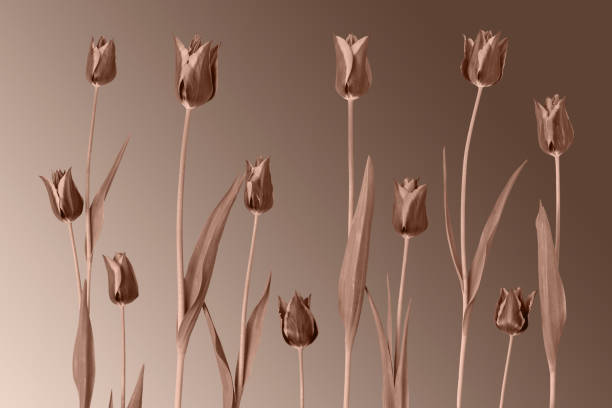 Spring flower tulips. Demonstrating the colors of 2025 - Mocha Mousse.