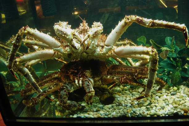 istock Two large lobsters in an aquarium, lobsters in a restaurant aquarium 2189010995