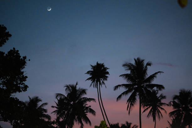 Silhouette of palm trees against sunset in Sri Lanka