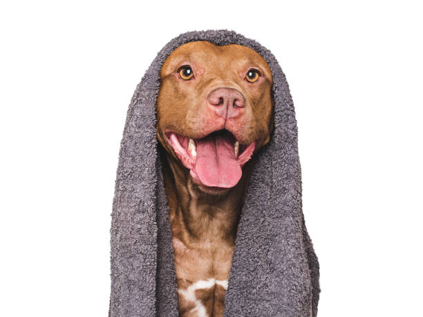 istock Cute dog and blue towel. Studio shot 2189012124