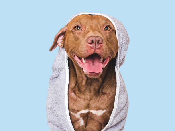 istock Cute dog and blue towel. Studio shot 2189012241