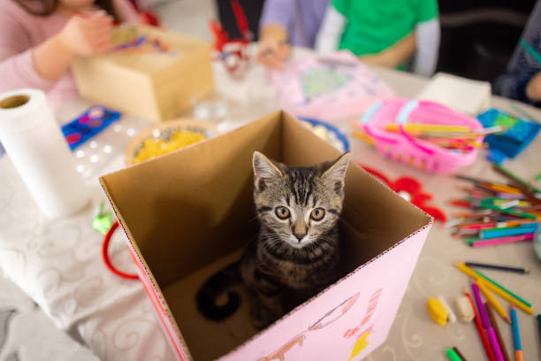 Funny cat sitting in the gift box and watching her family have fun together