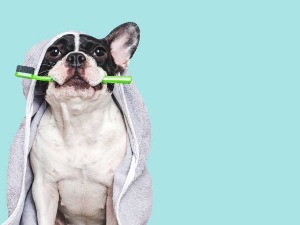 istock Cute puppy, towel and toothbrush. Studio shot 2189013674