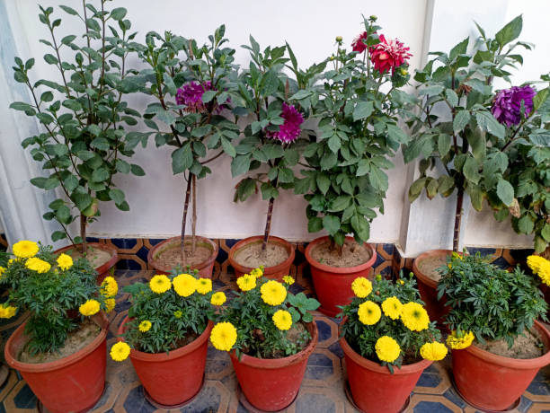 Different colour Dahlia and marigold flower blooming in flower pot put in rows.