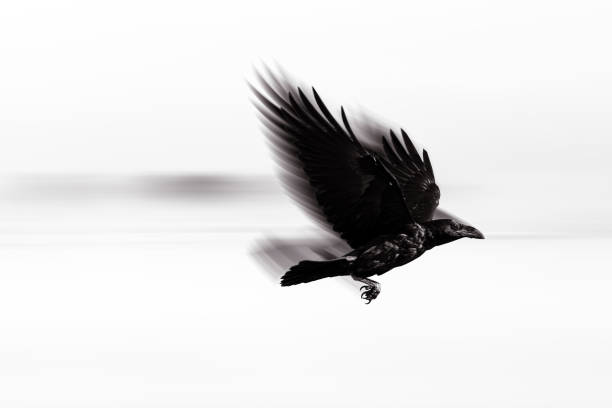 istock Flying crow. Abstract nature photography. White background. 2189015827