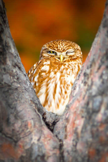 istock Cute little owl. Nature background. 2189017061