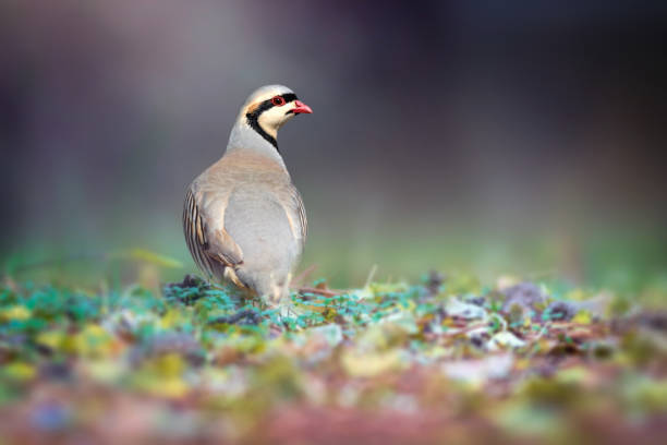 istock A partridge watching around before feeding. Chukar Partridge. Alectoris chukar. Nature background. 2189017177