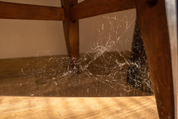 istock Dirt and the spiderweb on the wooden stool 2189017558