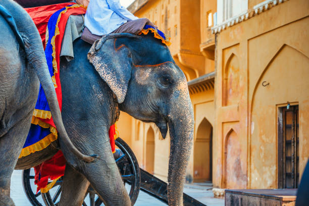 istock indian elephant in amber fort 2189019799