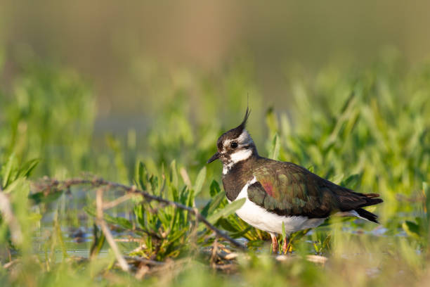 istock Bird Lapwing Vanellus vanellus on green background spring time Poland Europe migratory bird 2189019808