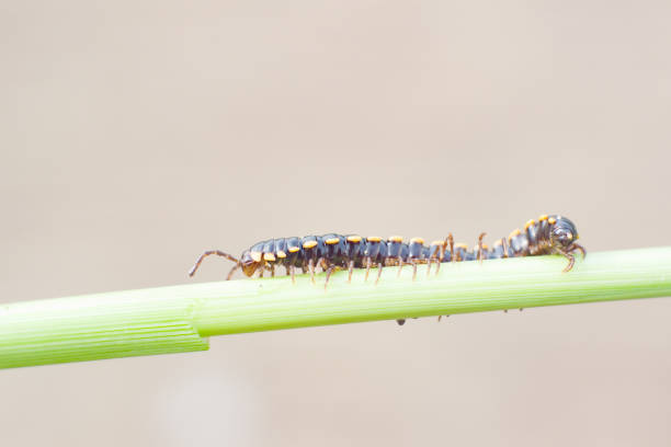 class diplopoda animal in the wild, North China