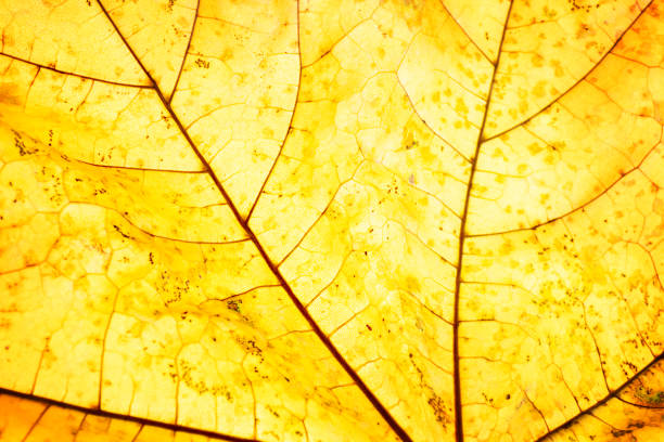 Very close macro shot of the texture of an autumn maple leaf. Close-up. Backdrop or background for your business