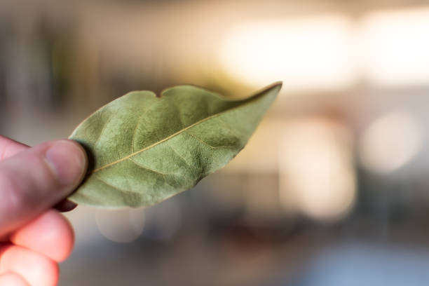 Hand holding dried bay leaves, laurus nobilis