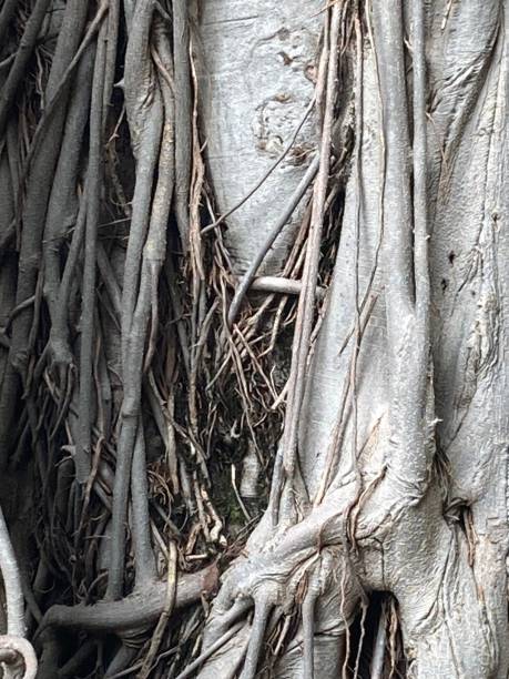 istock Close up of Banyan tree roots 2189022909