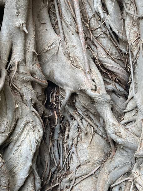 istock Close up of Banyan tree roots 2189022914