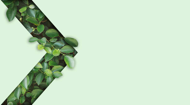 istock Beautiful Natural green leaf on light green background design with copy space for environment and organic product material marketing concept. 2189025151