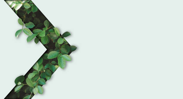 istock Beautiful Natural green leaf on light green background design with copy space for environment and organic product material marketing concept. 2189025244