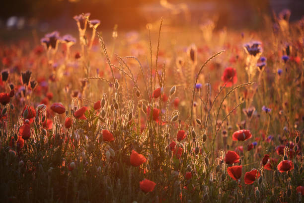 istock Poppies in the early morning light 2189026484
