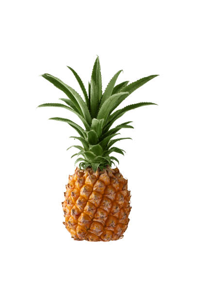 istock Mini Chiangrai Phulae pineapple fruit isolated on white background for design. Mini Thai topical pineapple fruit closeup. 2189027954