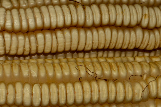 istock corn / cornfield / Zea mays / blue sky in the cornfield / sunny day in the cornfield 2189028775
