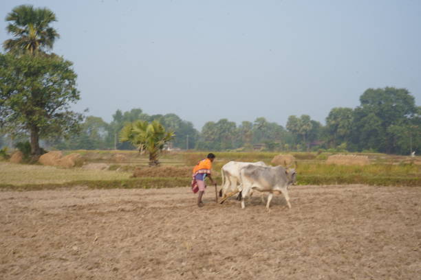 Locals guide a herd of cattle along a path in Cambodia, showcasing traditional life. Unique architecture appears in the background, creating a blend of nature and culture.