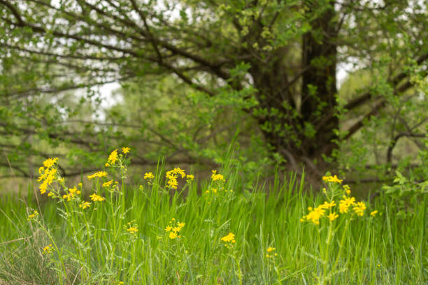 istock beautiful spring landscape in a sunny day 2189032274