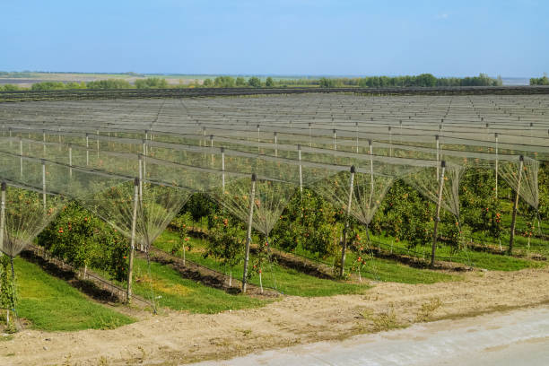 istock Apple garden. Green rows of fruit trees on an apple plantation. 2189033346