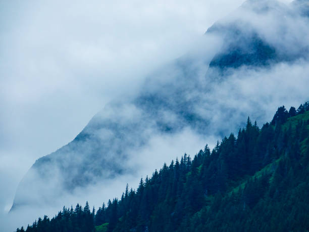 Part of a mountain obscured by low clouds beyond treetop silhouettes of conifers (unidentified species) on a forested slope along Chilkoot Inlet near Haines, Alaska, early on a morning in mid June
