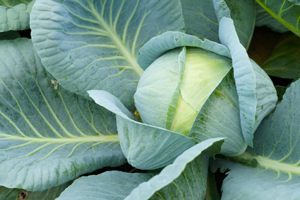 istock Growing Head of Cabbage in Garden 2189035356