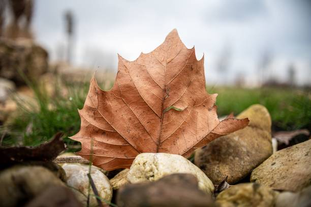 A close-up of a dry autumn leaf resting on rocks with blurred grassy background, showcasing nature's transition to fall.