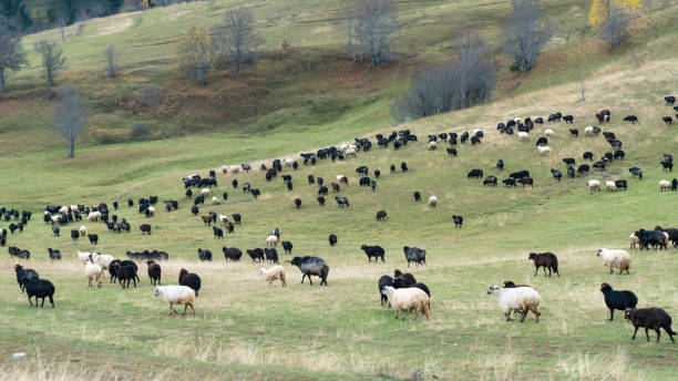Flock of sheep on the beautiful mountain meadow, in eastern Turkey