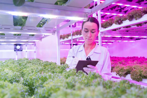 istock Woman scientist working and studies research in organic, hydroponic vegetables plots growing on indoor vertical farm 2189036427