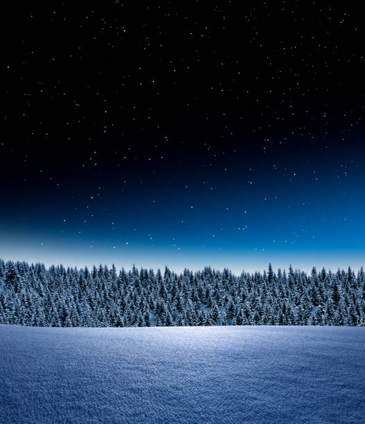 Winter landscape with pine forest and starry sky