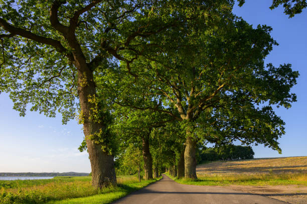 Two solitaire oak trees in front of a dirt road in autumn sunlight. The photograph is taken in Dyrehaven, which is a large public park north of Copenhagen and an UNESCO Heritage site due to the landscape which is designed for the royal par force hunting