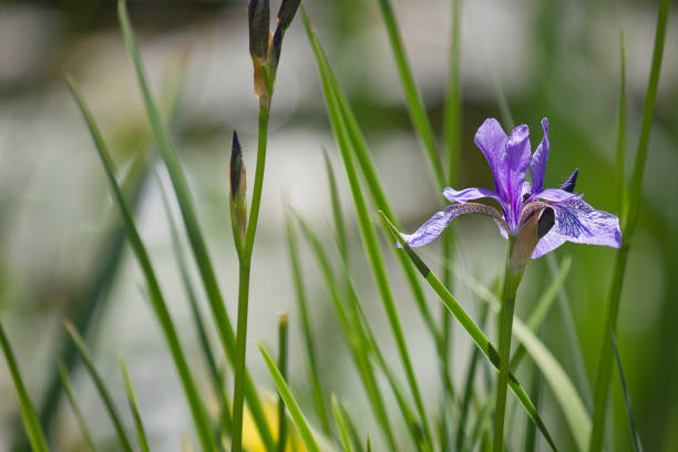 Close-up of a purple iris flower. Iris flower in the garden.