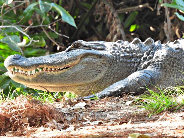 istock American Alligator (Alligator mississippiensis) -  resting in the grass showing teeth 2189040773