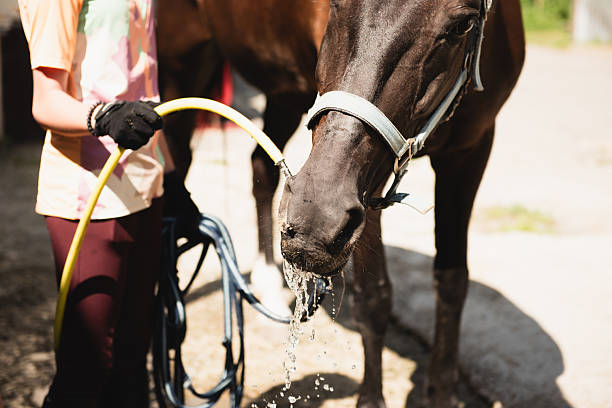 istock Closeup of a horse drinking water from a hose 2189042020