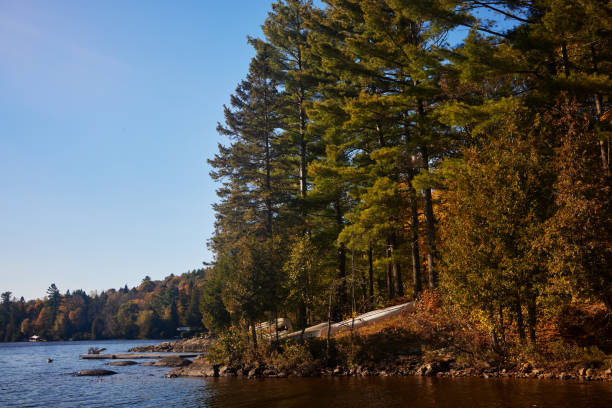 Tranquil lakeside view with a dense pine forest reflecting autumn colors in the afternoon light. Calm waters border the lush, vibrant trees, creating a peaceful natural scene.