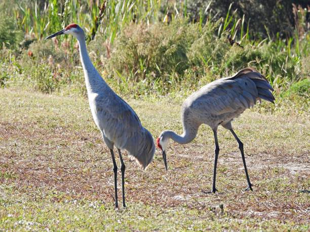 istock Sandhill Cranes (Grus Canadensis) - foraging in a field 2189042320