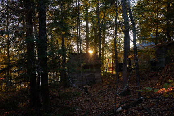 A serene view of the sun setting through dense forest trees, illuminating a rustic wooden cabin surrounded by autumn leaves. The peaceful scene evokes tranquility and solitude in nature.