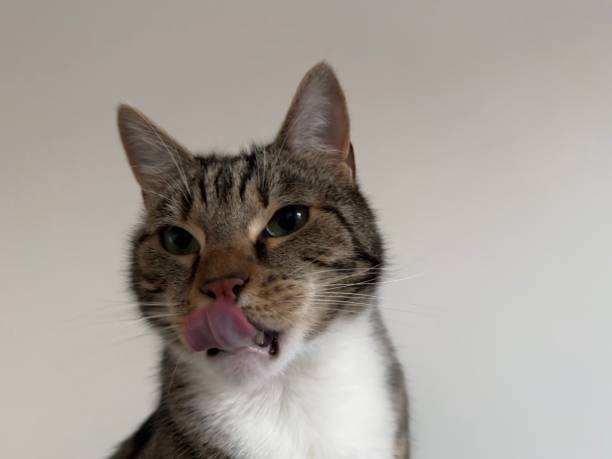 istock Tyga cute tiger cat portrait 2189042562