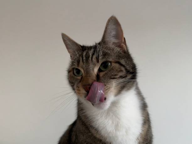 istock Tyga cute tiger cat portrait 2189042591