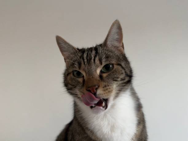 istock Tyga cute tiger cat portrait 2189042601