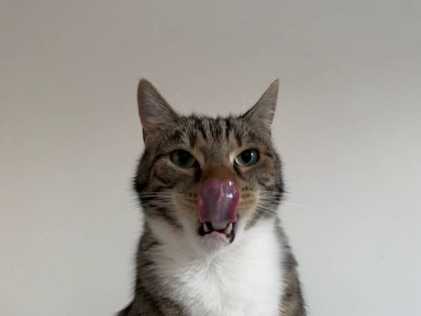 istock cat portrait with tongue 2189042627