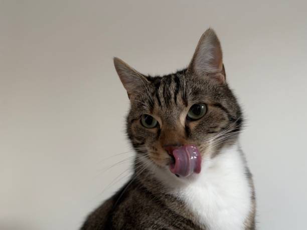 istock cat portrait with tongue 2189042681