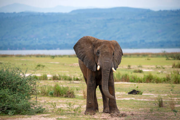 istock elephant at murchison falls national parc uganda 2189043451