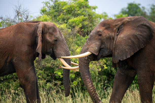 istock elephant at murchison falls national parc uganda 2189043459