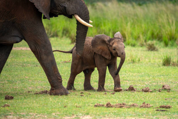 istock elephant at murchison falls national parc uganda 2189043620