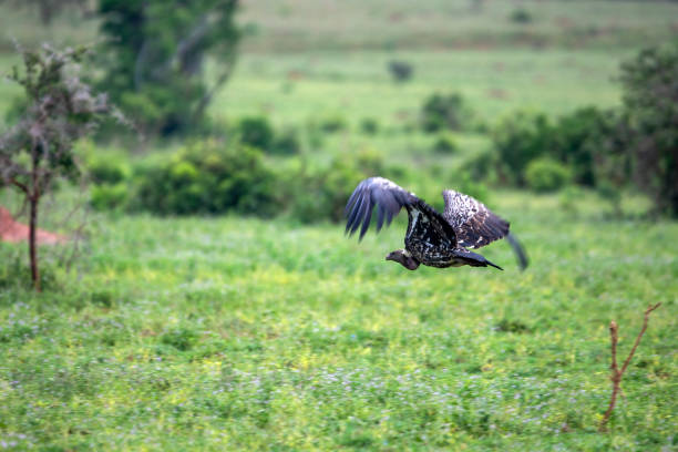 istock flying vulture murchison falls national parc uganda 2189043762